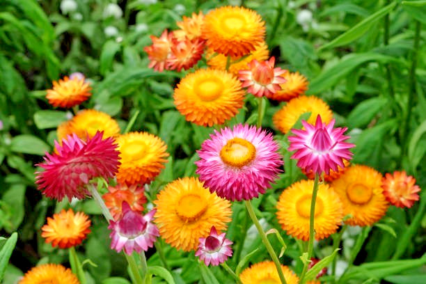 600 TALL STRAWFLOWER MIX | 2026 SALE FREE SHIPPING NON GMO