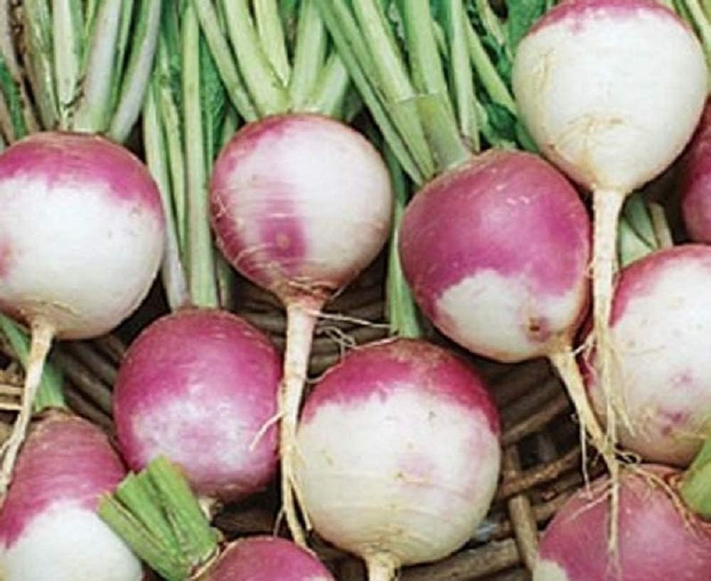 GMO Free Purple Top Turnip Seeds, Ideal for Sandy Soil and Full Sun Exposure