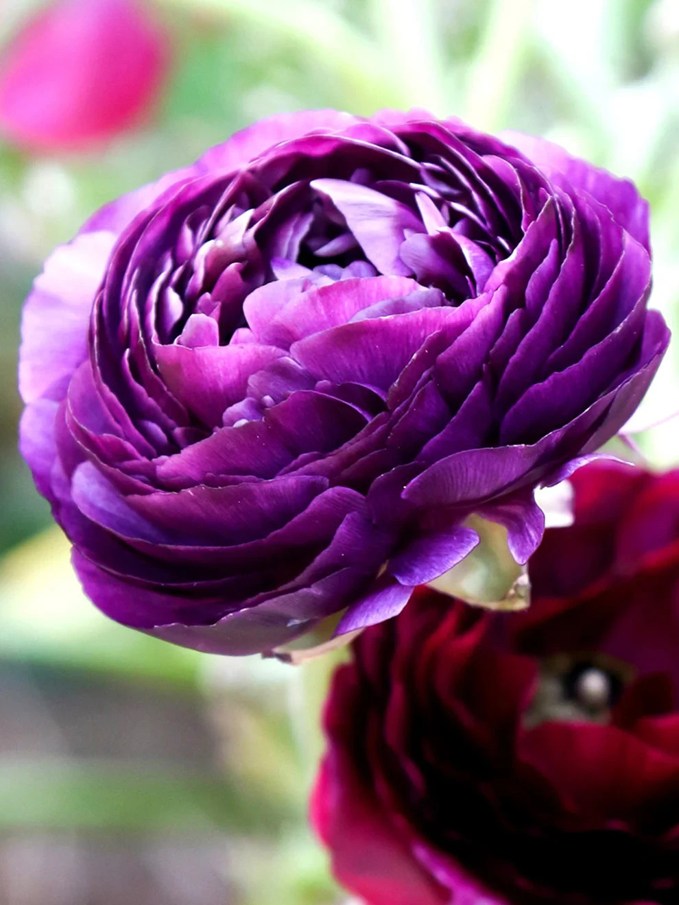 🌸 50 PURPLE Ranunculus Seeds – Double Bloom Buttercups | Vibrant Spring Flowers
