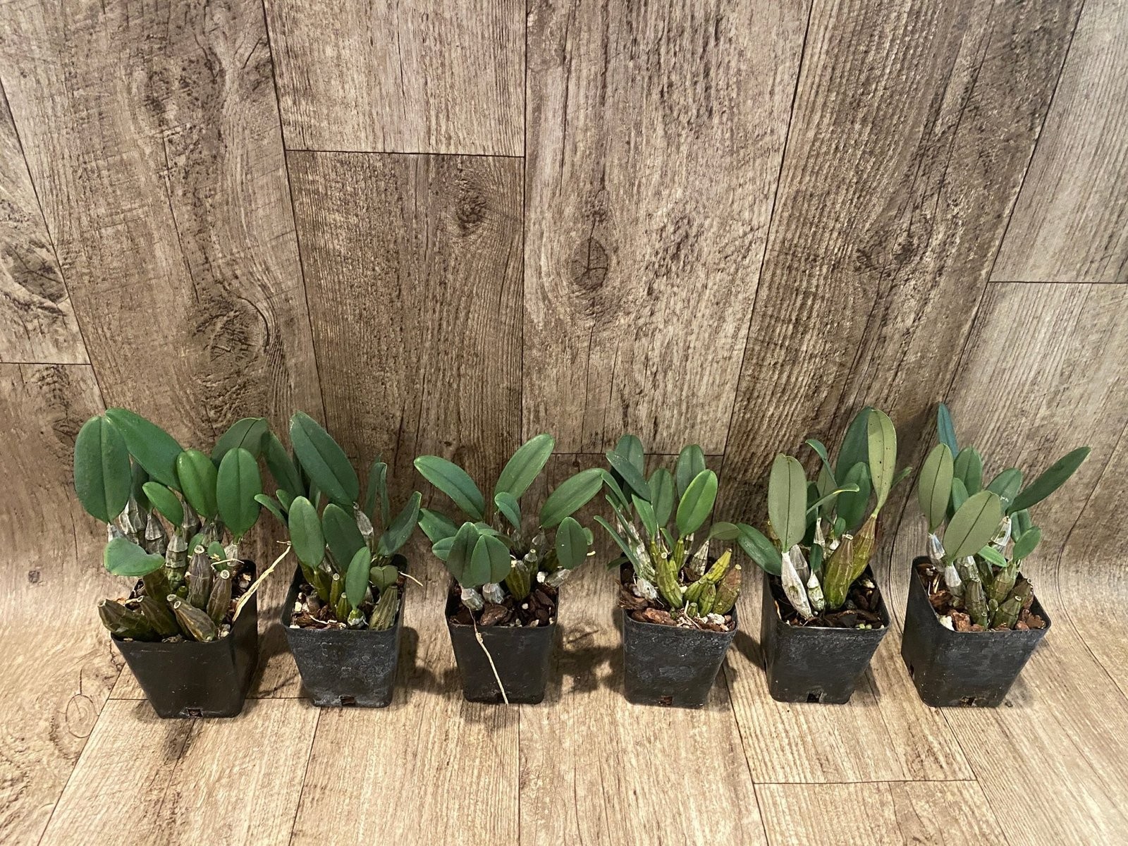 Fragrant – Dendrobium aggregatum (syn. lindleyi) (3.5” pot)
