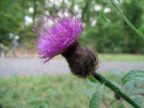 Centaurea nigra | Black or Lesser Knapweed | Hardheads | 10 Seeds