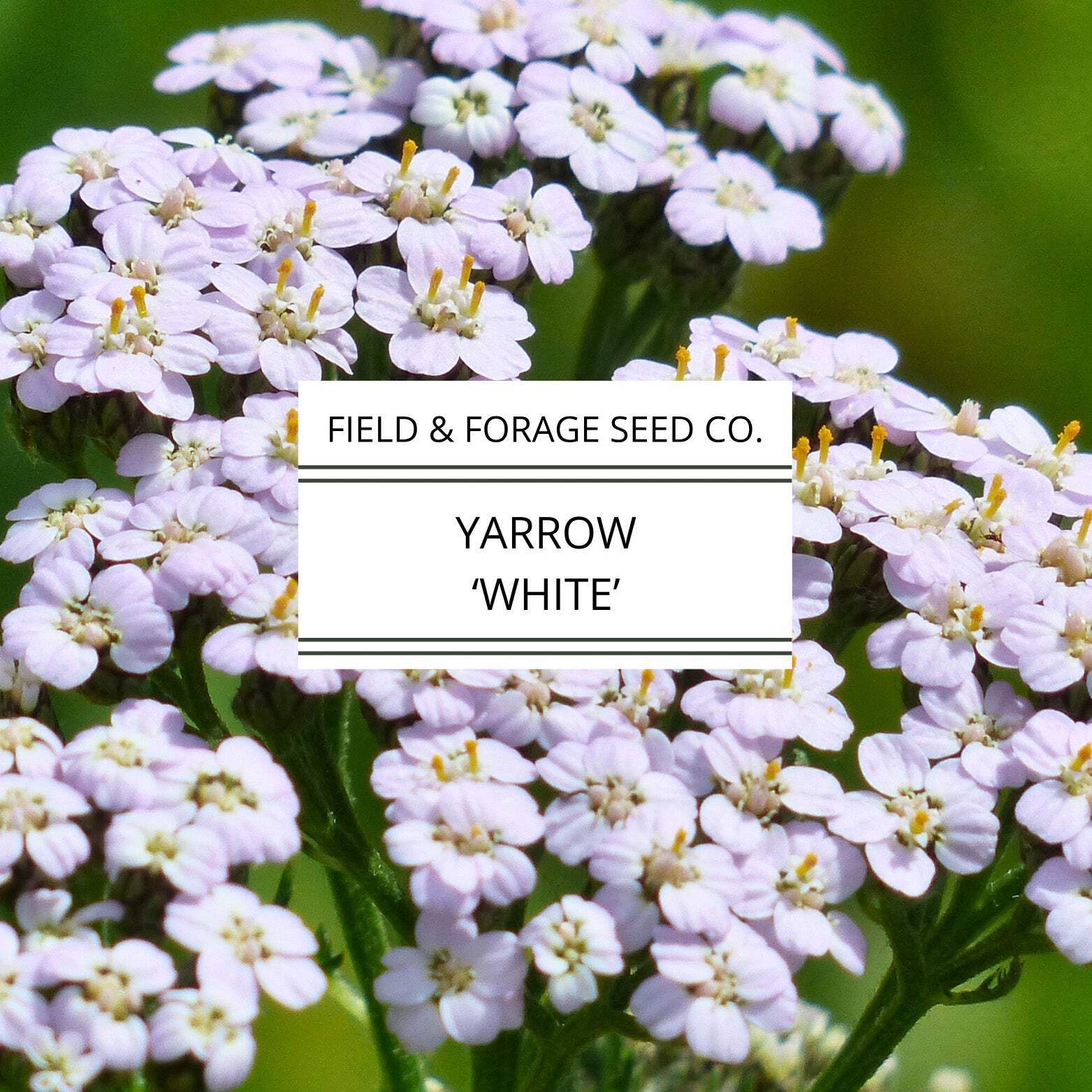 Yarrow ‘White’ | Achillea millefolium | Heirloom | Non-GMO | 100 Seeds