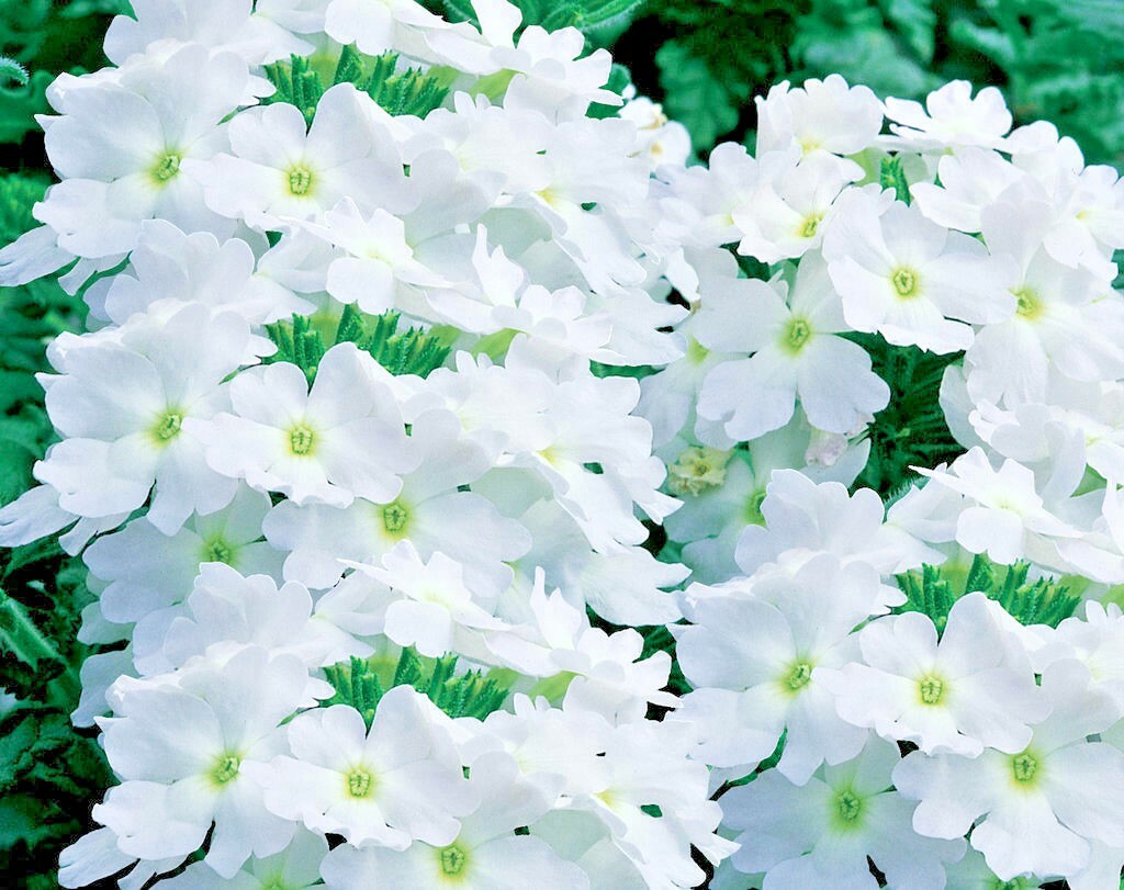 201+VERBENA MIX Flower Seeds Groundcover Hanging Baskets Container Flower Garden