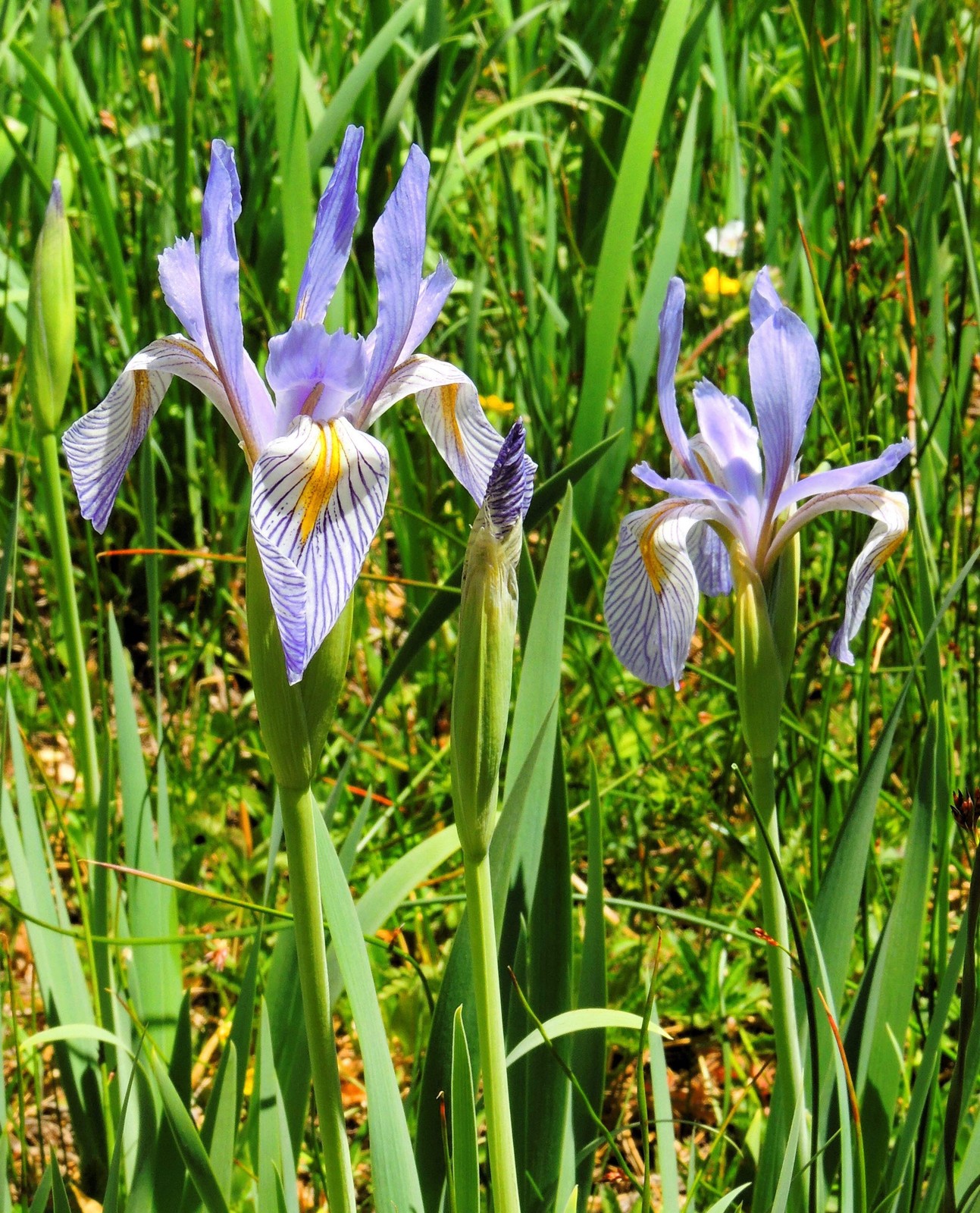 50 MISSOURI IRIS Missouriensis Rocky Mountain Blue Purple Yellow Flower Seeds