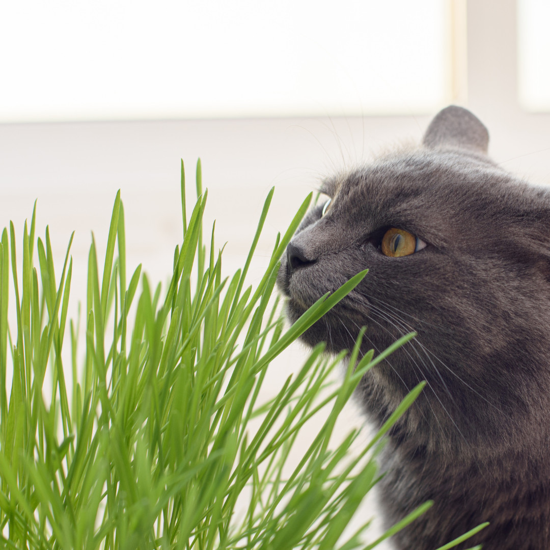 Fresh Cat Grass Seeds | Wheatgrass | Cats | Health | Heirloom Non-GMO | Pets