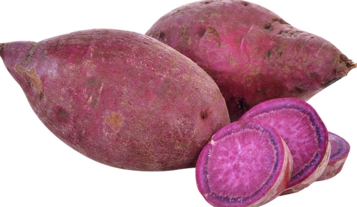 5 RootedPurple Molokai Sweet Potato Plant In a Cup Molokai Sweet Potato Plant