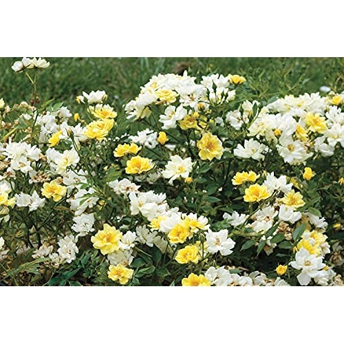 Rosa Lemon Drift