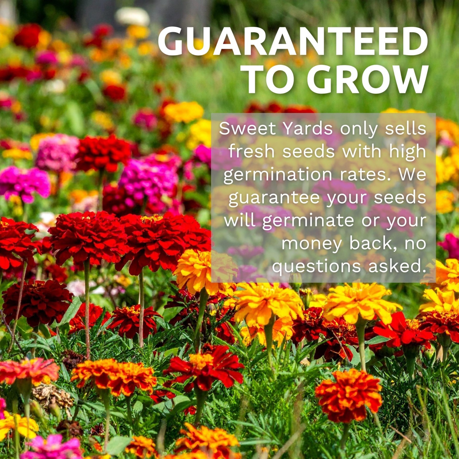 Wildflower Seed Mix – Bulk 1/4 lb Bag – 20,000+ Colorful Seeds for Garden