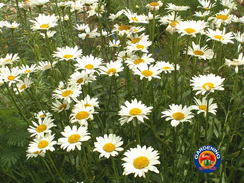1oz SHASTA DAISY “ALASKA” Chrysanthemum Maximum Flower Seeds (25,000 Seeds)