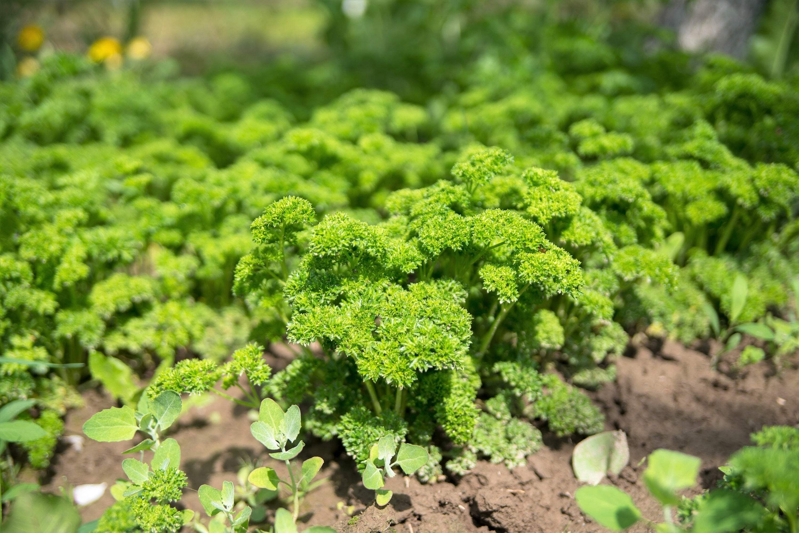 1500 TRIPLE CURLED PARSLEY Petroselinum Hortensis Herb Vegetable Seeds *Comb S/H