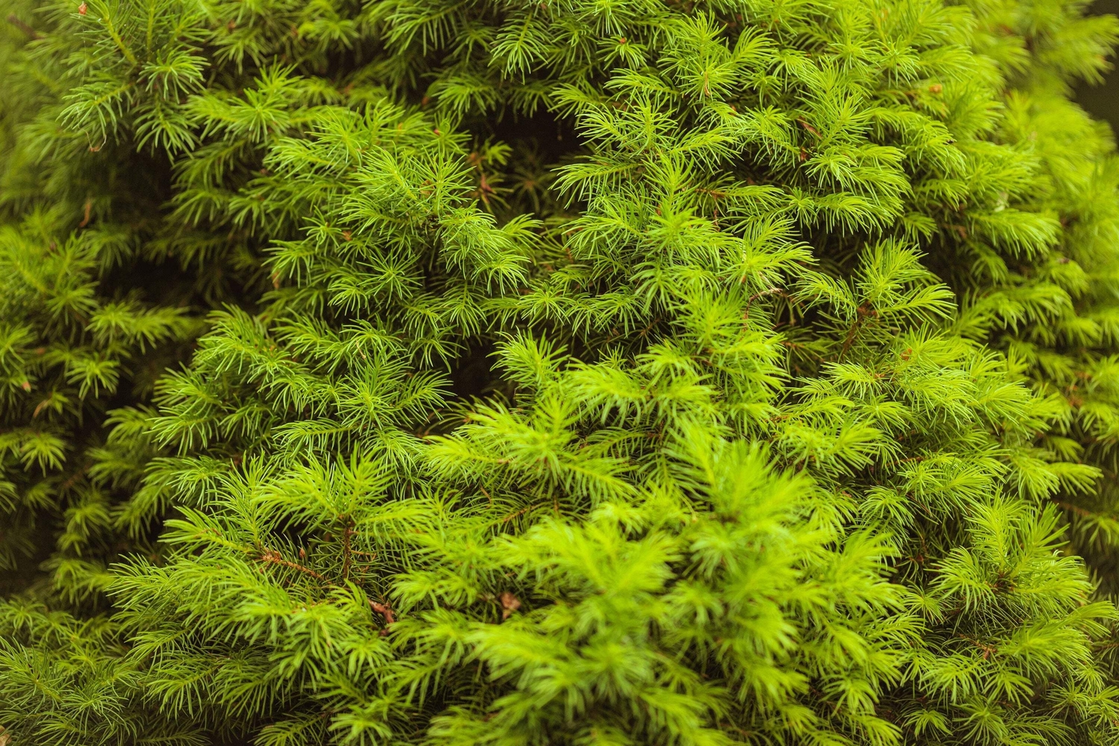 60 Organic Seeds COMMON JUNIPER Juniperus Communis Tree Shrub – 20 Blue Berries