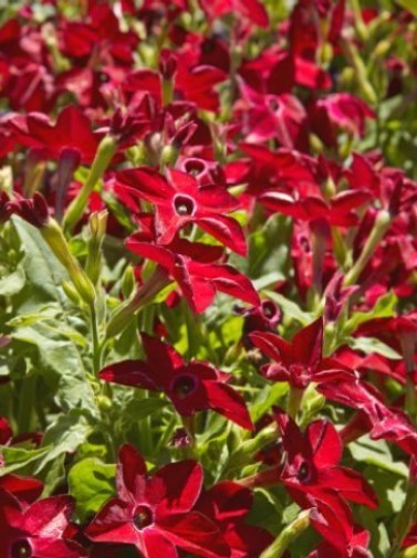 Nicotiana alata Perfume Deep Red 15 pelleted seeds