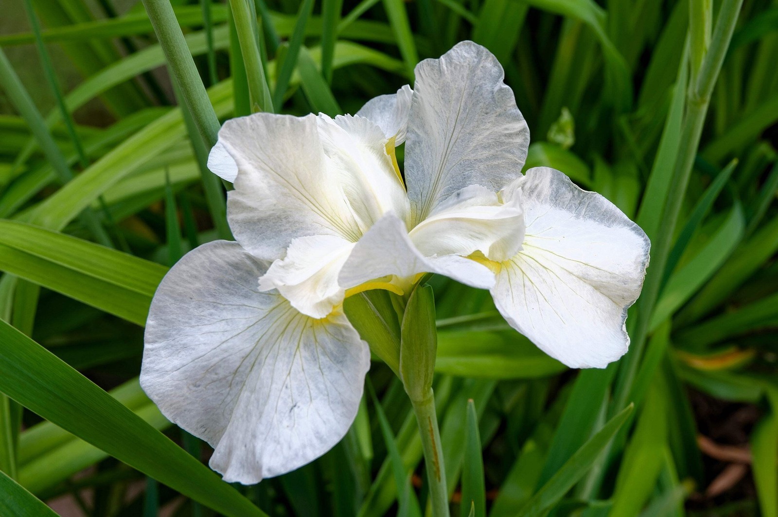 20 MIXED SIBERIAN IRIS Sibirica Iris Bicolor Blue Red White Purple Flower Seeds