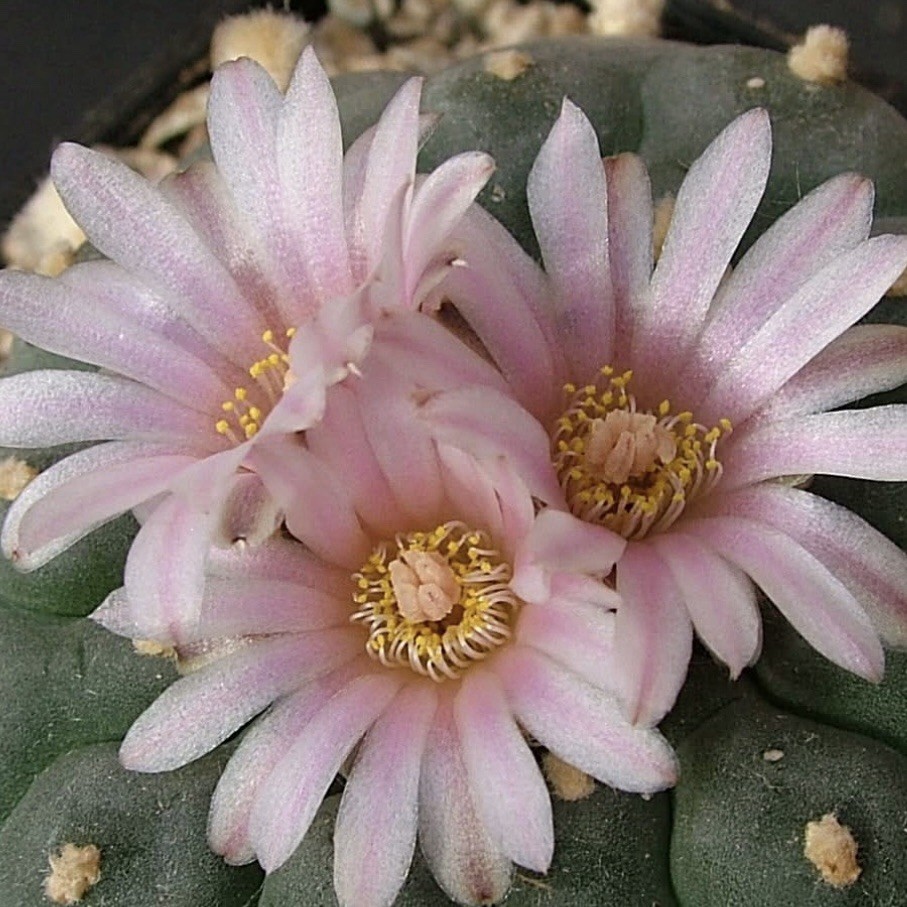RARE SEEDS (10pk) L. “HOGG” x10 (Ten) Cactus US SELLER