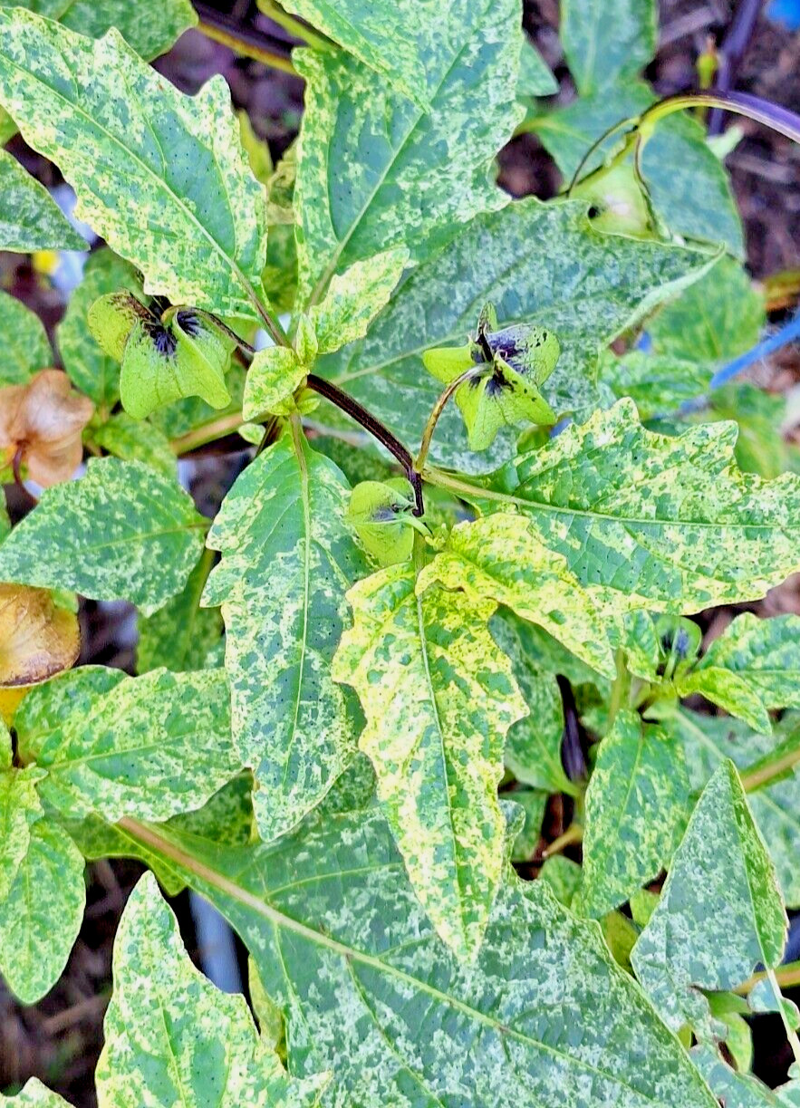rare variegated shoofly plant 100 seeds, Nicandra Phsalodes Var. Splash of cream
