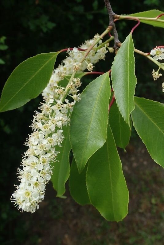 Wild Black Cherry Tree (Prunus serotina Wild Rum Cherry) 4′ Pot 12′-18′ Height