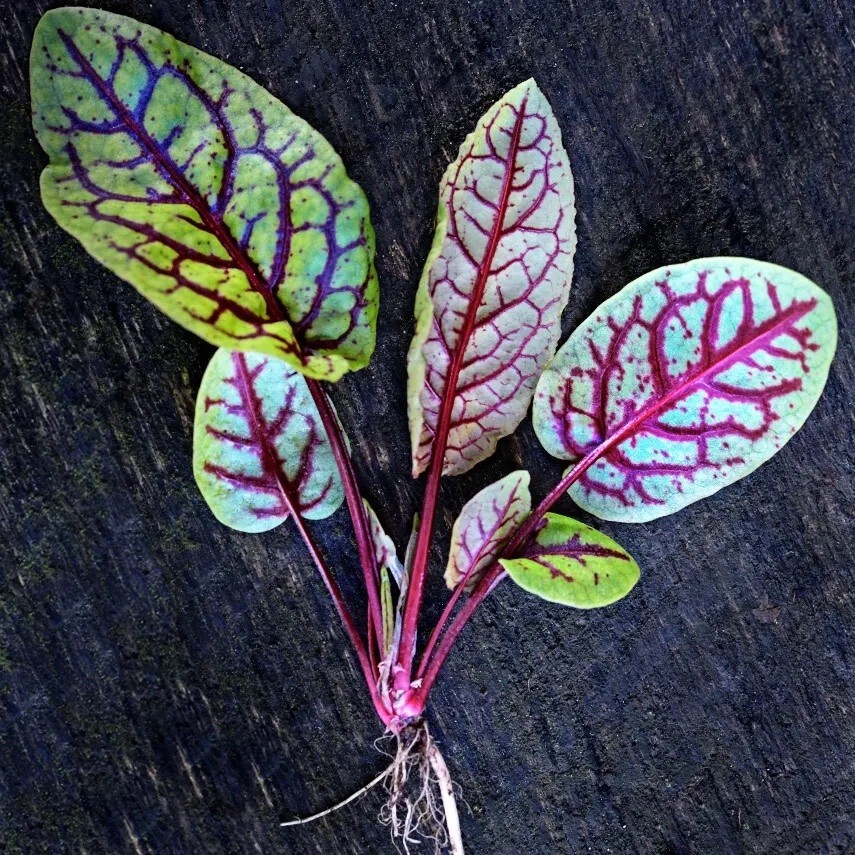 Organic Sorrel Bloody Dock Seeds Medicinal Herb Non-GMO
