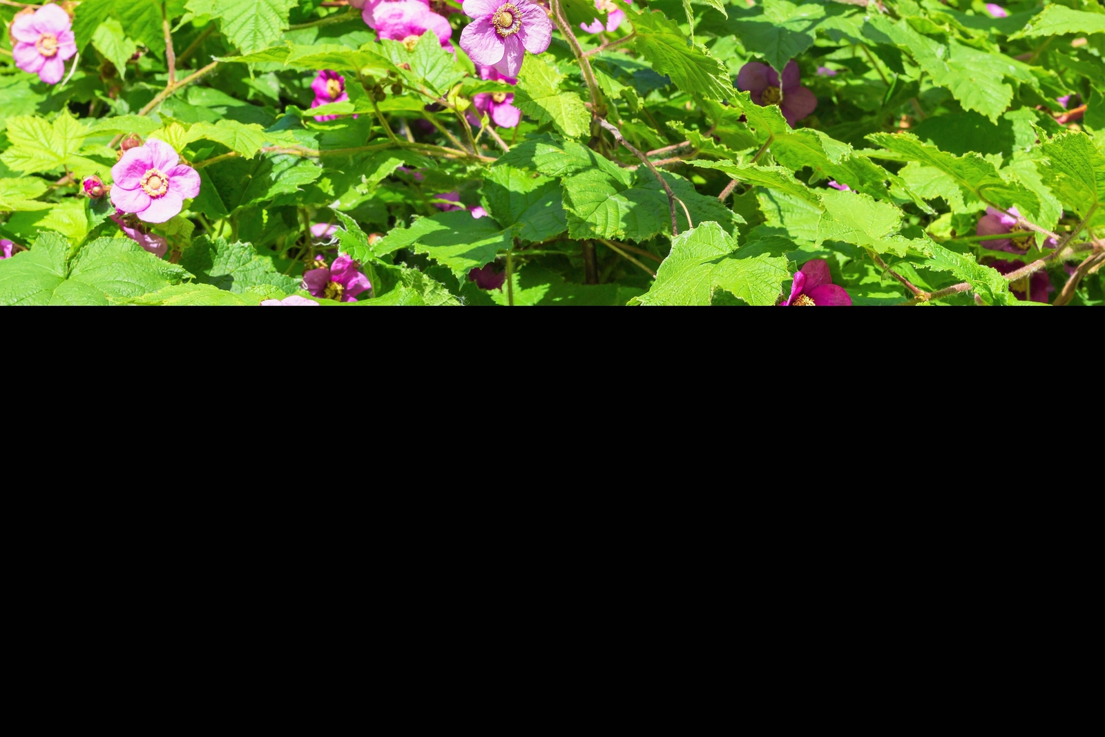 20 PURPLE FLOWERING RASPBERRY Thornless Edible Rubus Odoratus Fruit Berry Seeds