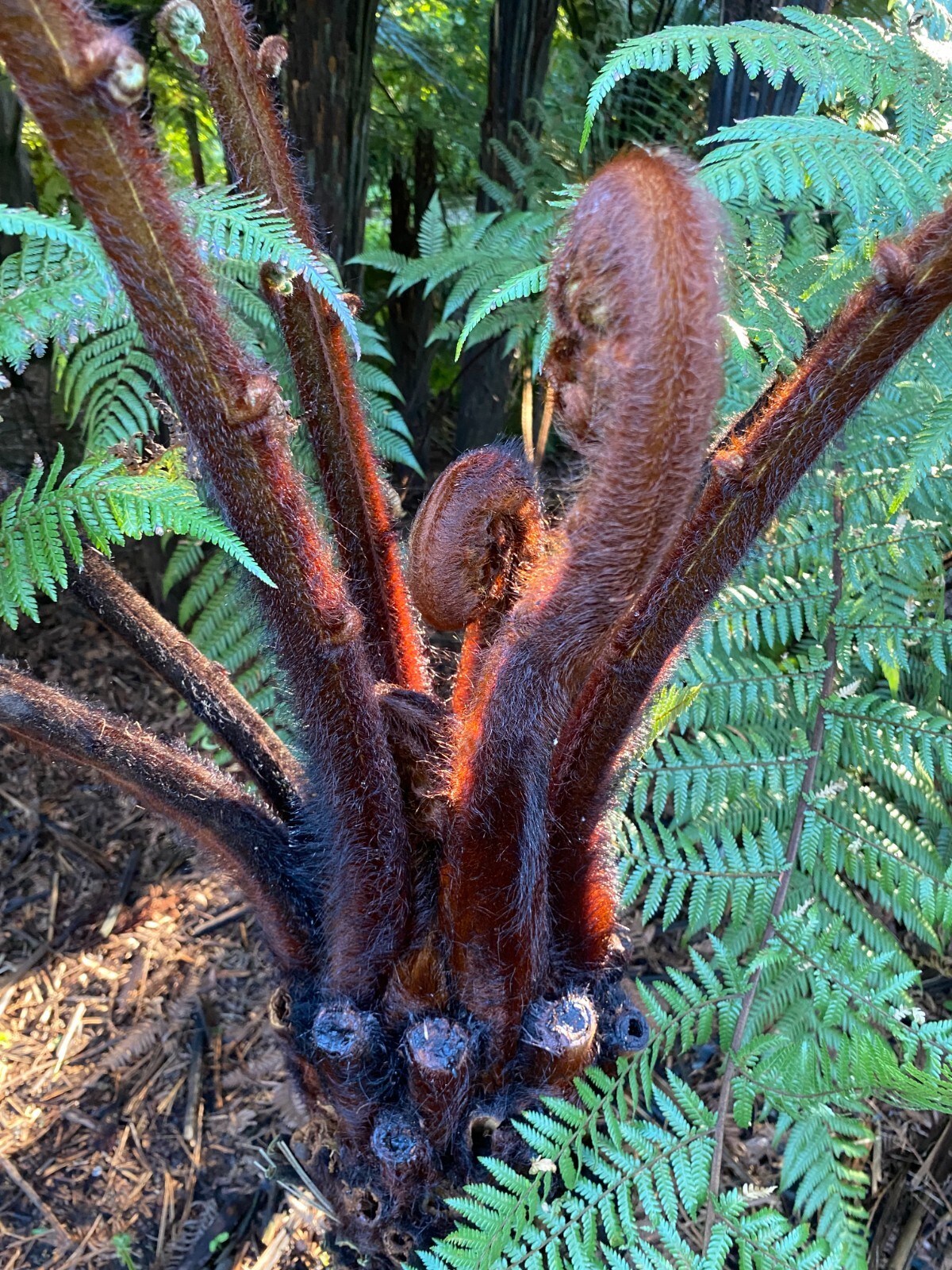 Dicksonia blumei | 100 Spores