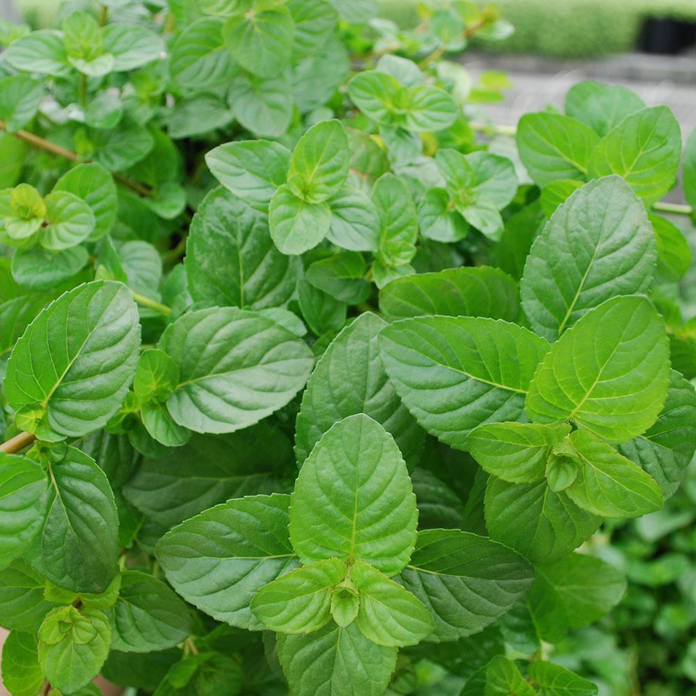 301+SPEARMINT Seeds Organic Herb Mint Tea Patio Container Vegetable Garden Easy