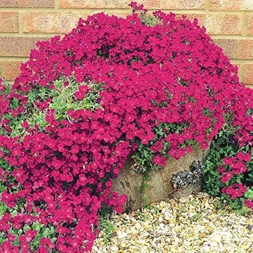 Versatile Landscaping with 20000+ Red Creeping Thyme Seeds for Easy Growth