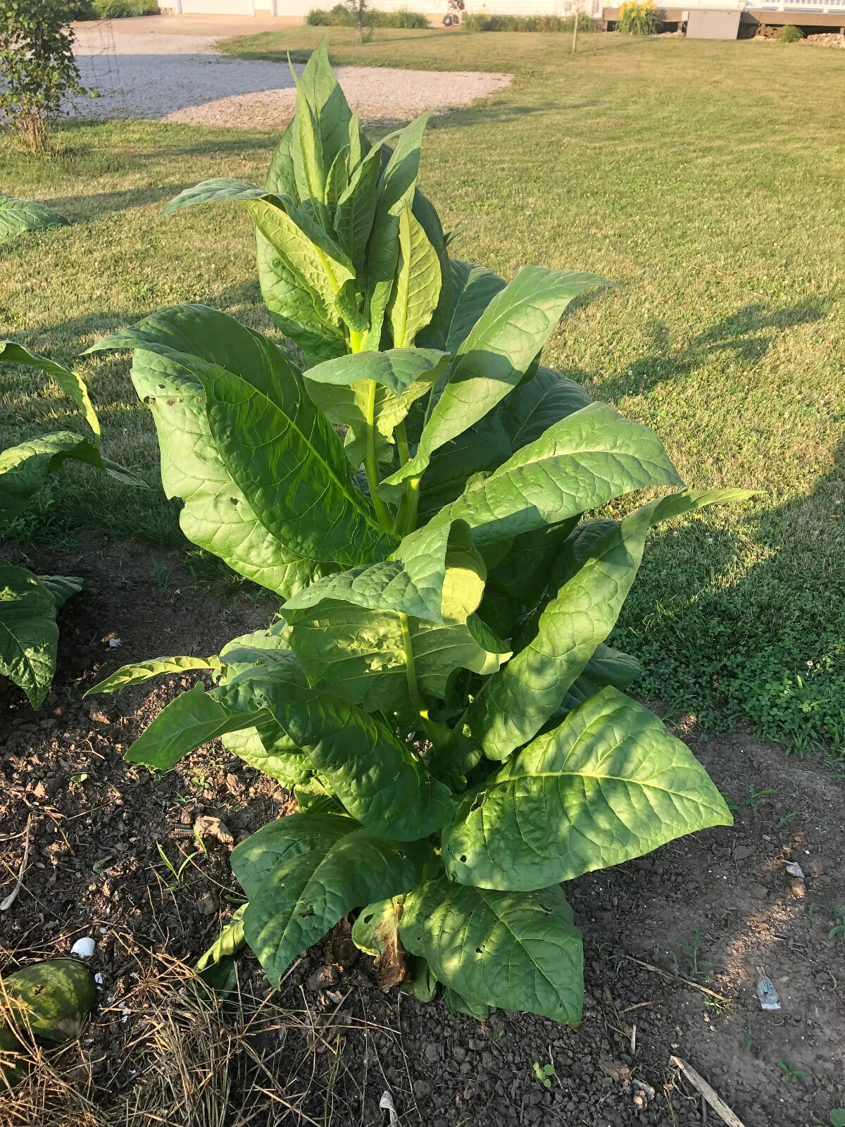 Havaña-608 Tobacco Seeds ~100 Non-GMO Free Ship No Track ~2 Weeks Arrival Read