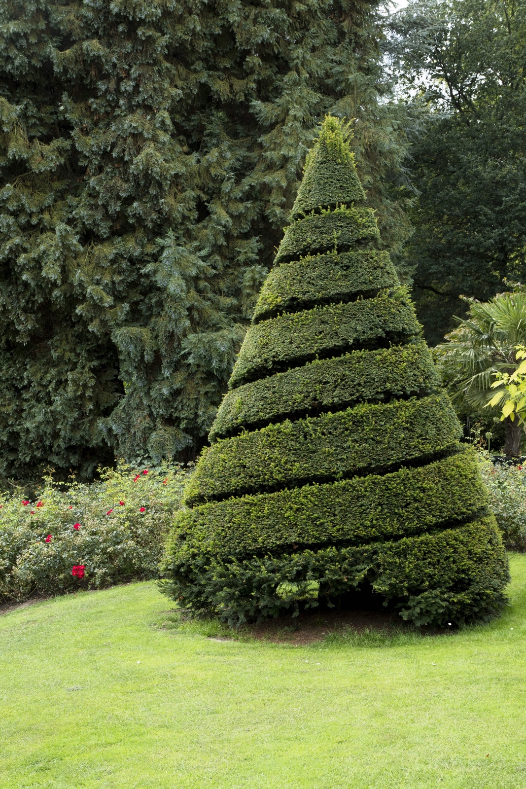 10 ENGLISH YEW Taxus Baccata Tree Shrub Conifer Sun or Shade Red Ornamental Berr