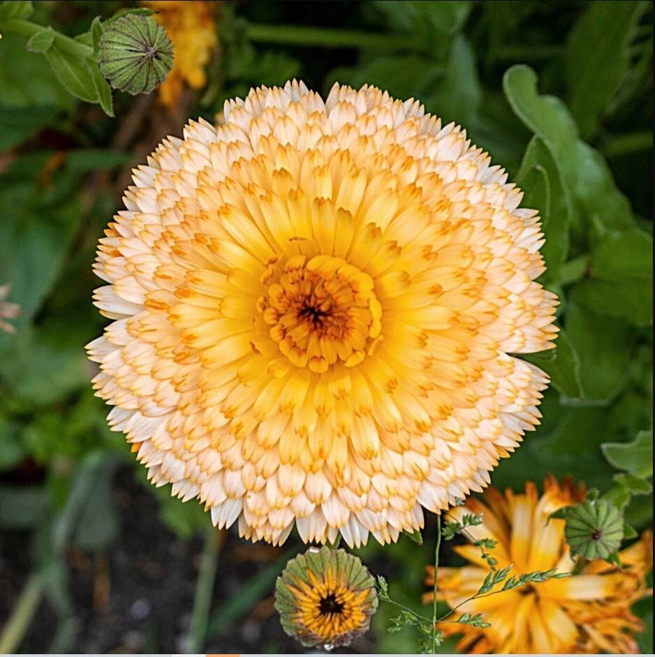 50+Seeds | Pink Surprise Calendula Seeds #H005