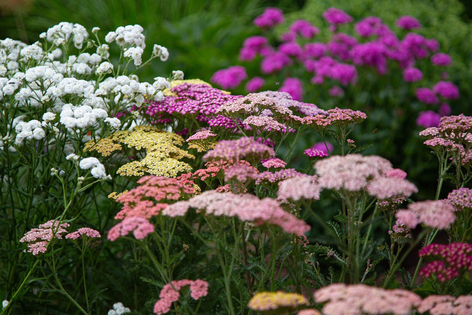 500 MIXED SUMMER YARROW Achillea Millefolium Red Pink White + Herb Flower Seeds