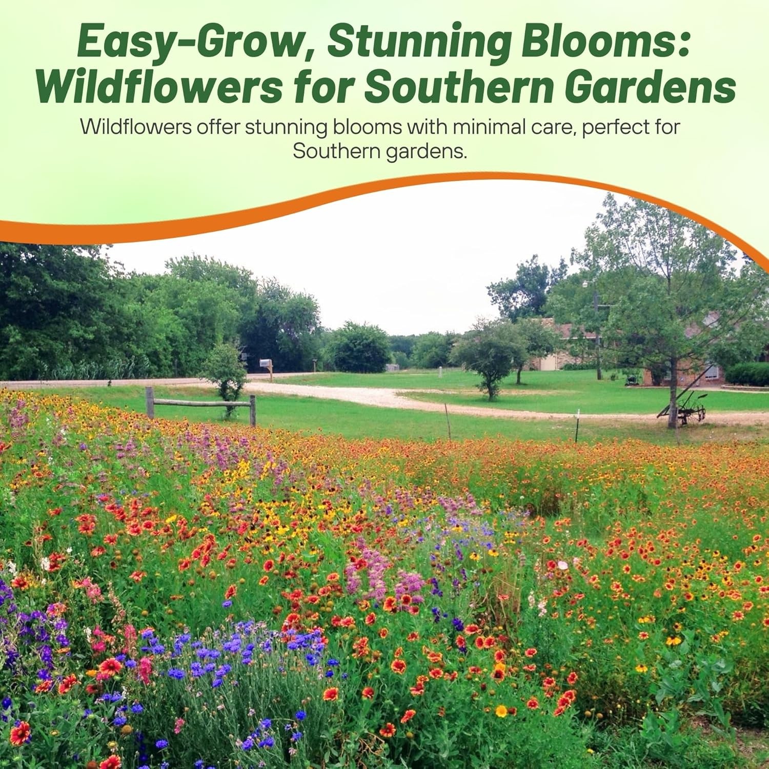 5 LBS Southeast regional wildflower seed from Outsidepride.