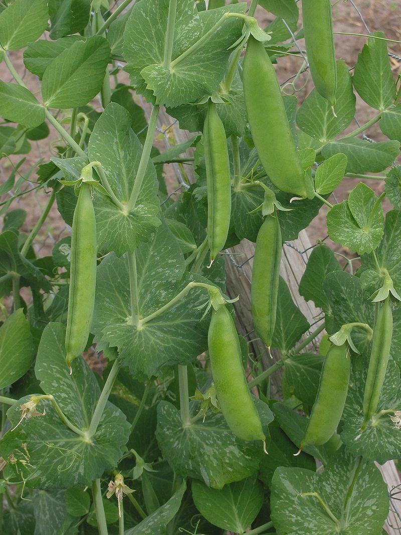 “BEST ON EBAY” 25 GREEN PEA SPROUTING SEEDS FRESH HARVEST IN 2020, BIG