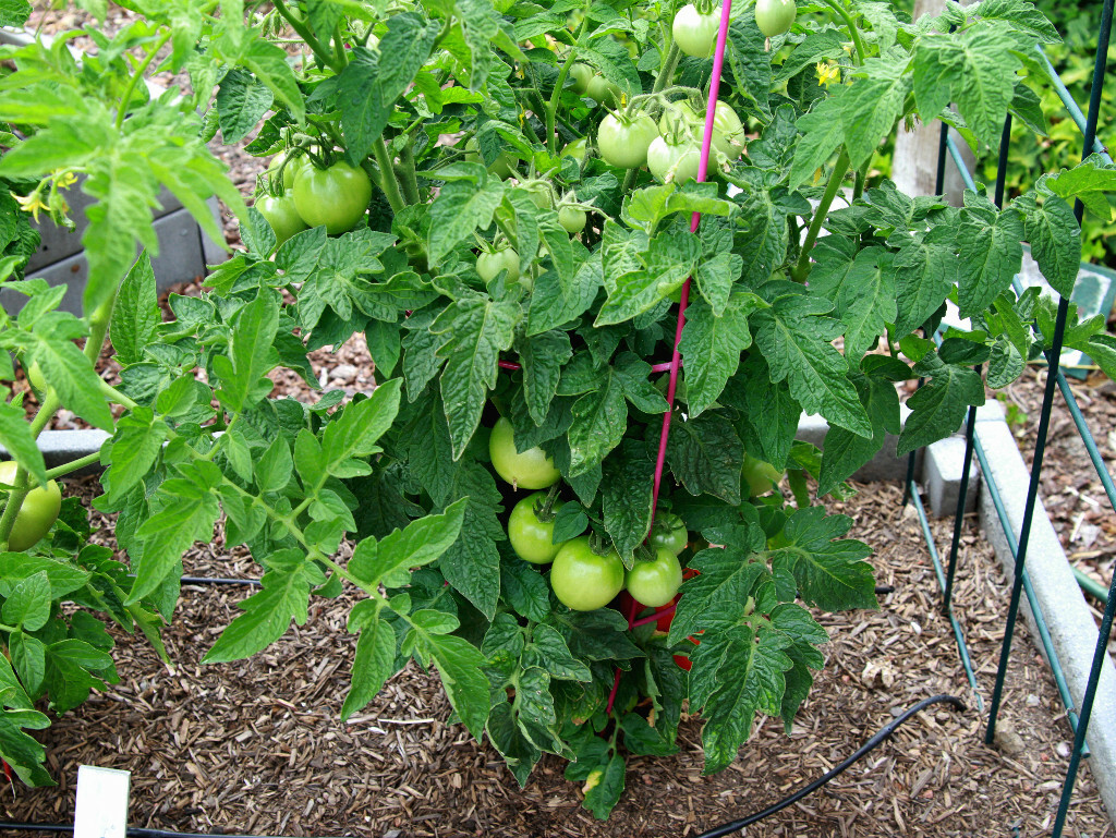 25+Patio BUSH TOMATO Seeds Organic Compact 36″ Plant Vegetable Garden Container