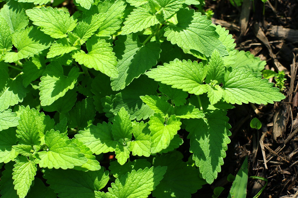 Catnip, Catmint (Nepeta cataria) , 1000 seeds