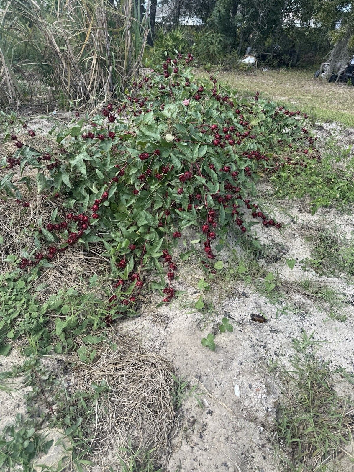 Sorrel Seeds Jamaica Hibiscus Seed 20 Count