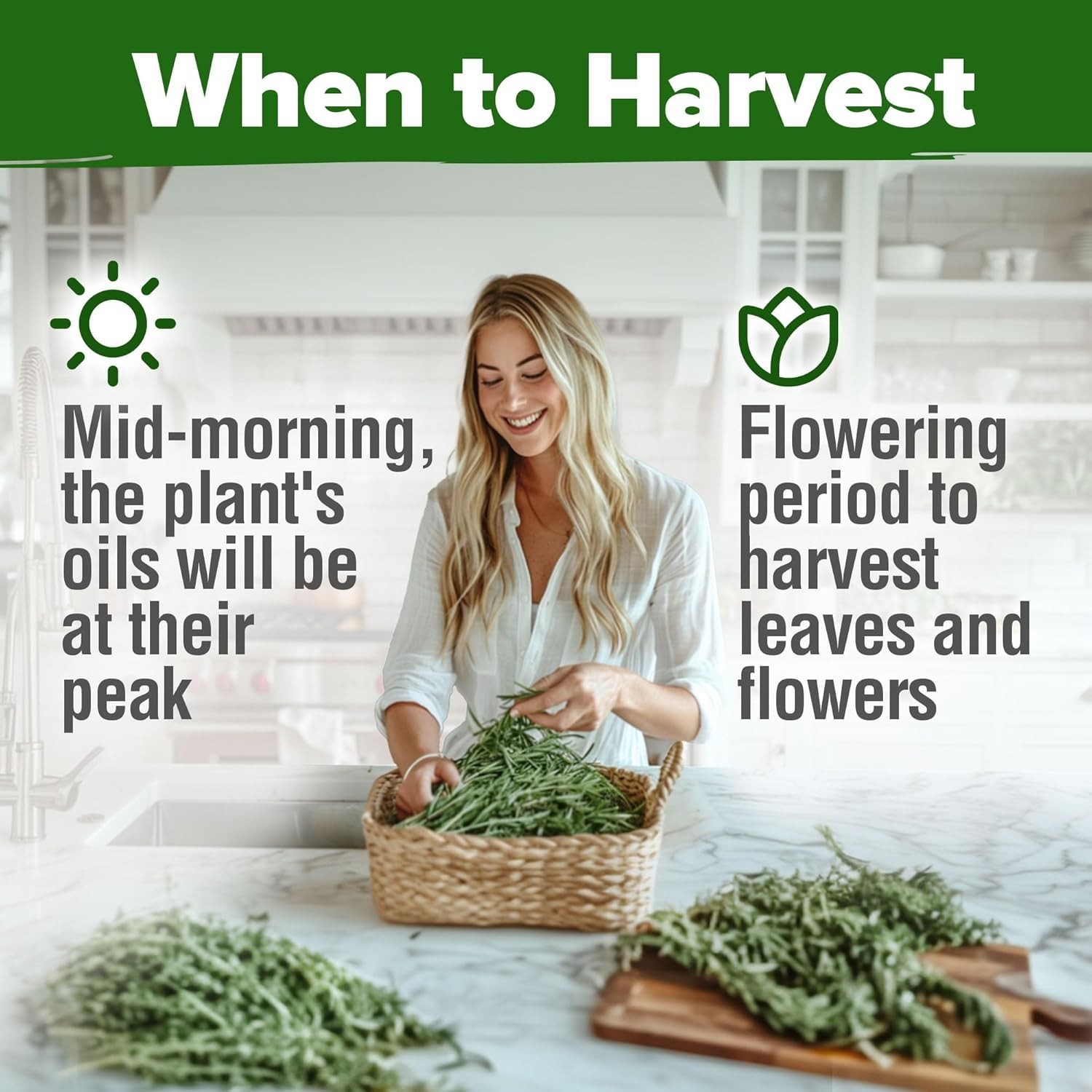 Heirloom Rosemary Seeds Pack – 150 High-Germination Non-GMO Seeds for Gardeners