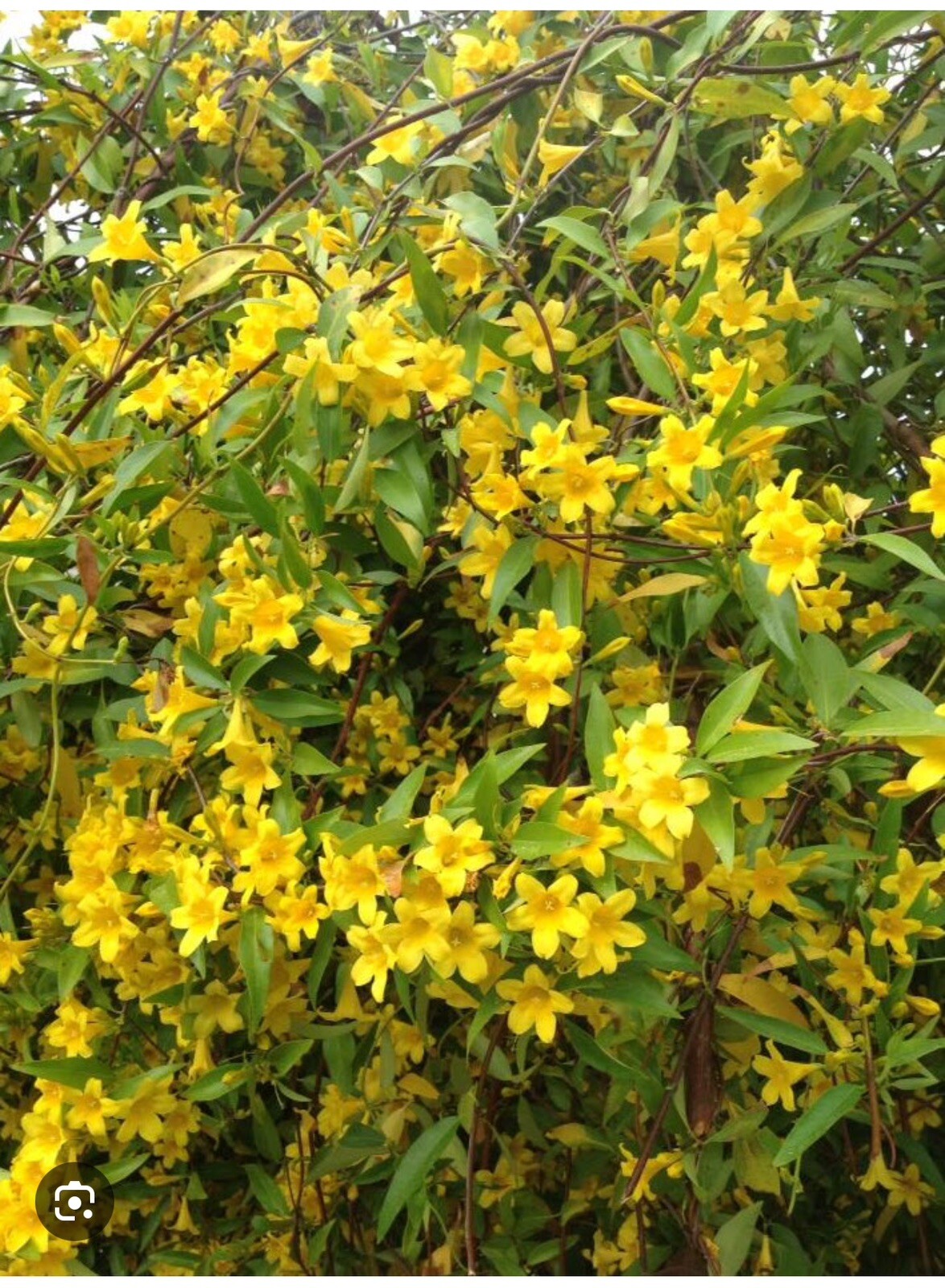 MARGARITA CAROLINA JESSAMINE~Yellow Jasmine~Gelsemium sempervirens~STARTER PLANT