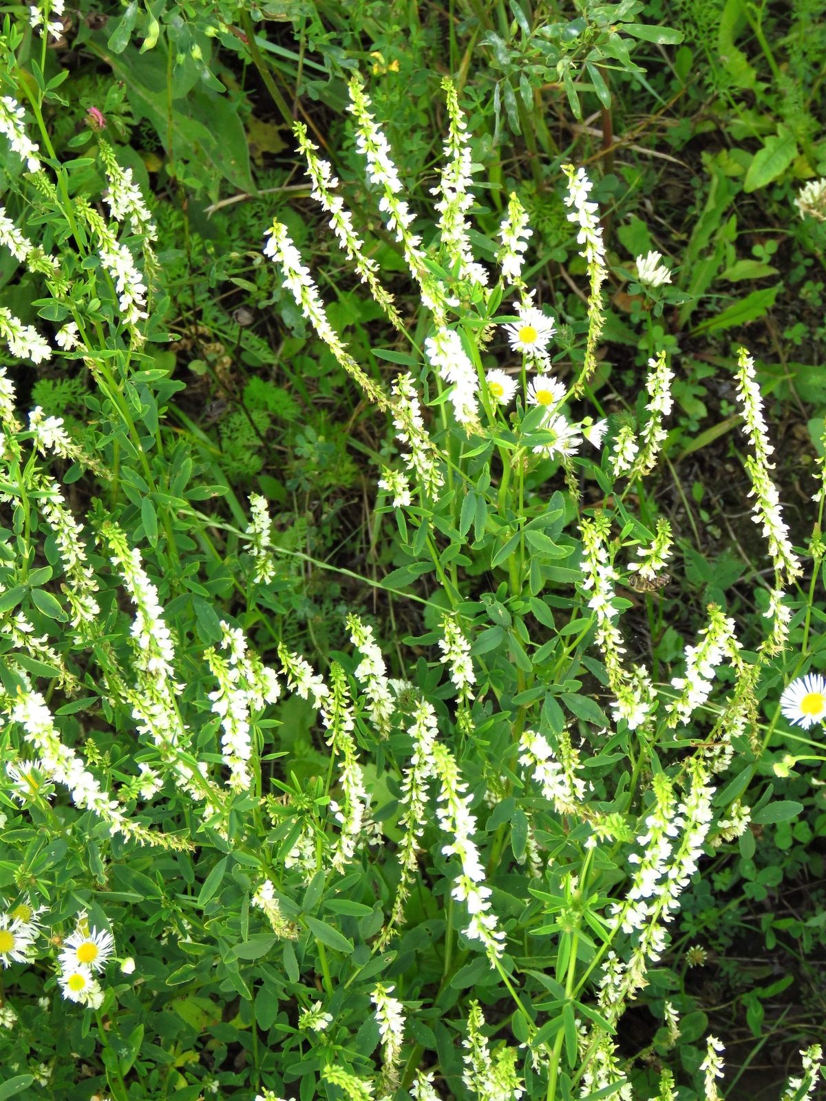 1500 WHITE Blossom SWEET CLOVER Melilotus Alba Albus Honey Clover Flower Seeds