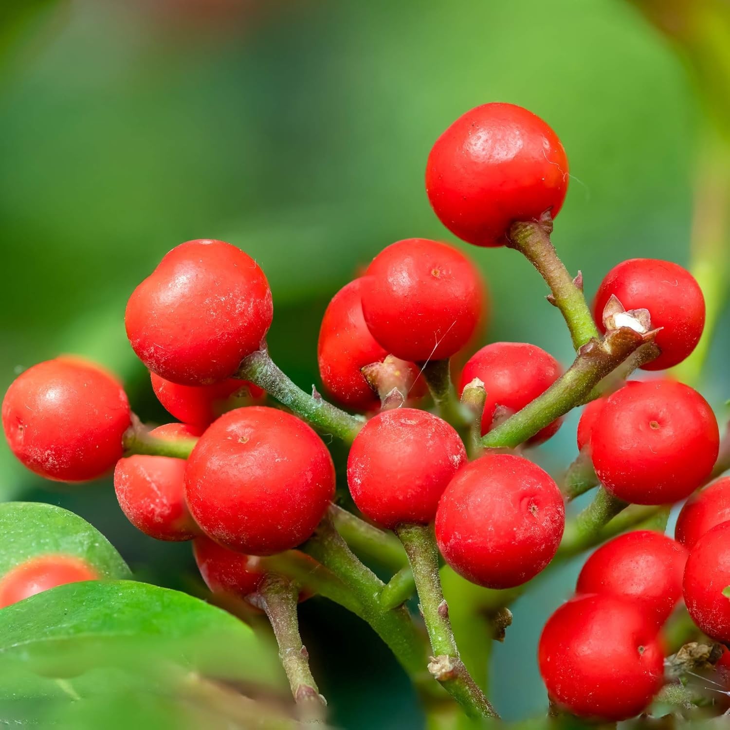 Wintergreen Seeds – 500 Pcs. Perennial, Cold-Tolerant & Low Maintenance, Grou…