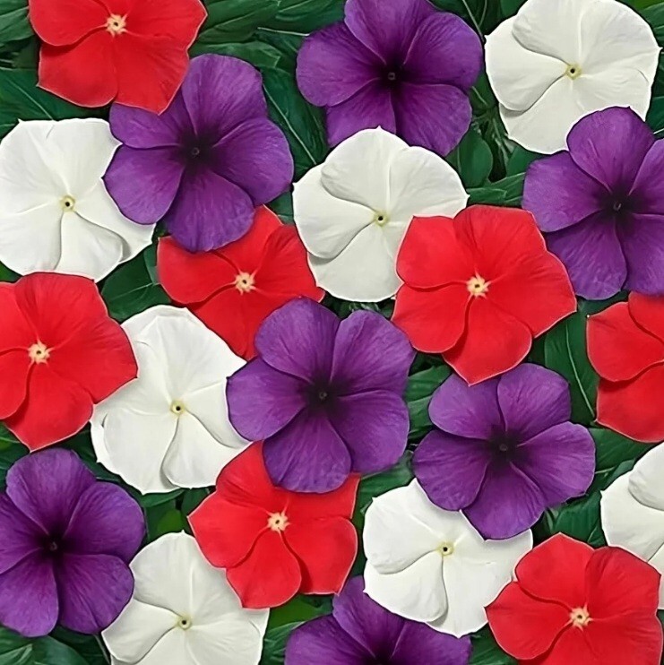 1200 Periwinkle Seeds Madagascar Mix Perennial Flowers – Catharanthus roseus