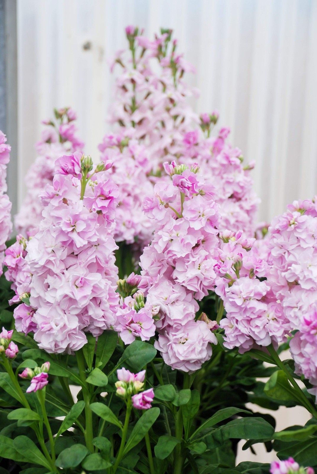 50 MIXED COLORS STOCK Matthiola Incana Ten-Week Gillyflower Blue White Pink Red