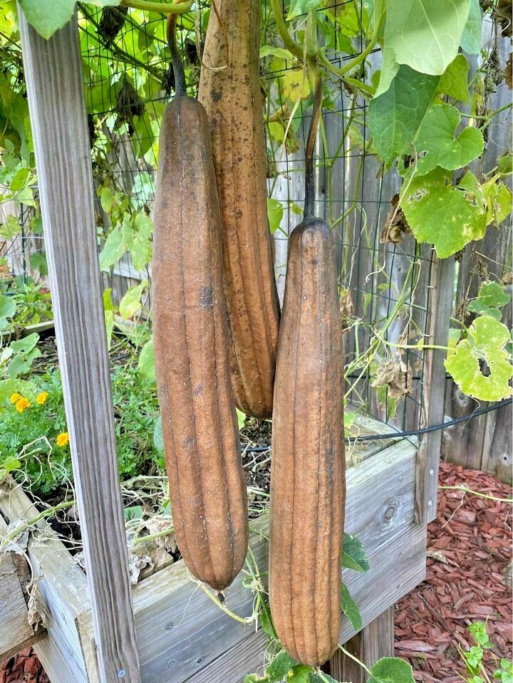 30 LUFFA SPONGE SEEEDS – ROUND – HEIRLOOMS –