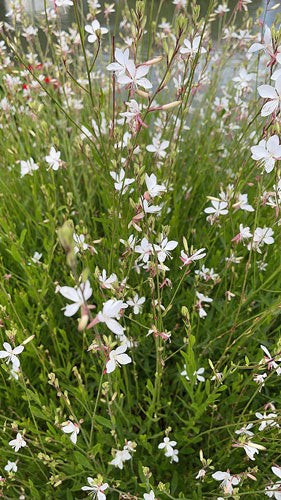 Oenothera lindheimeri | Lindheimer’s Beeblossom | White Gaura | 10 Seeds