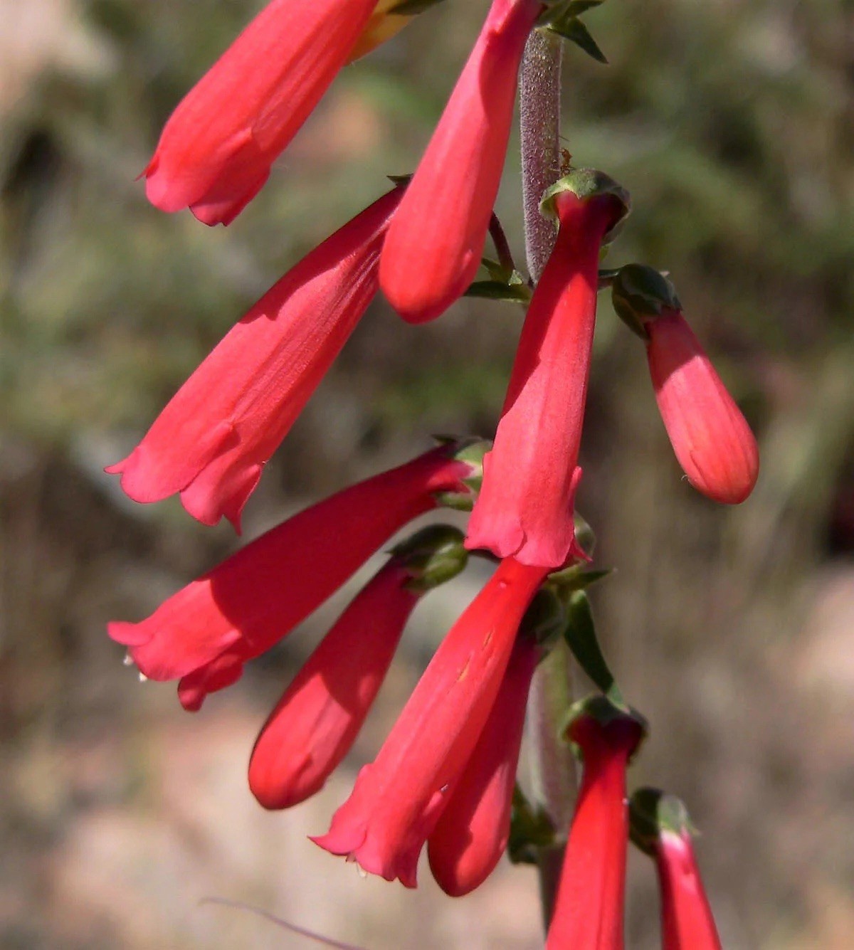 Penstemon Eatons Red Hummingbird Perennial Beardtongue 250 Seeds Non-GMO