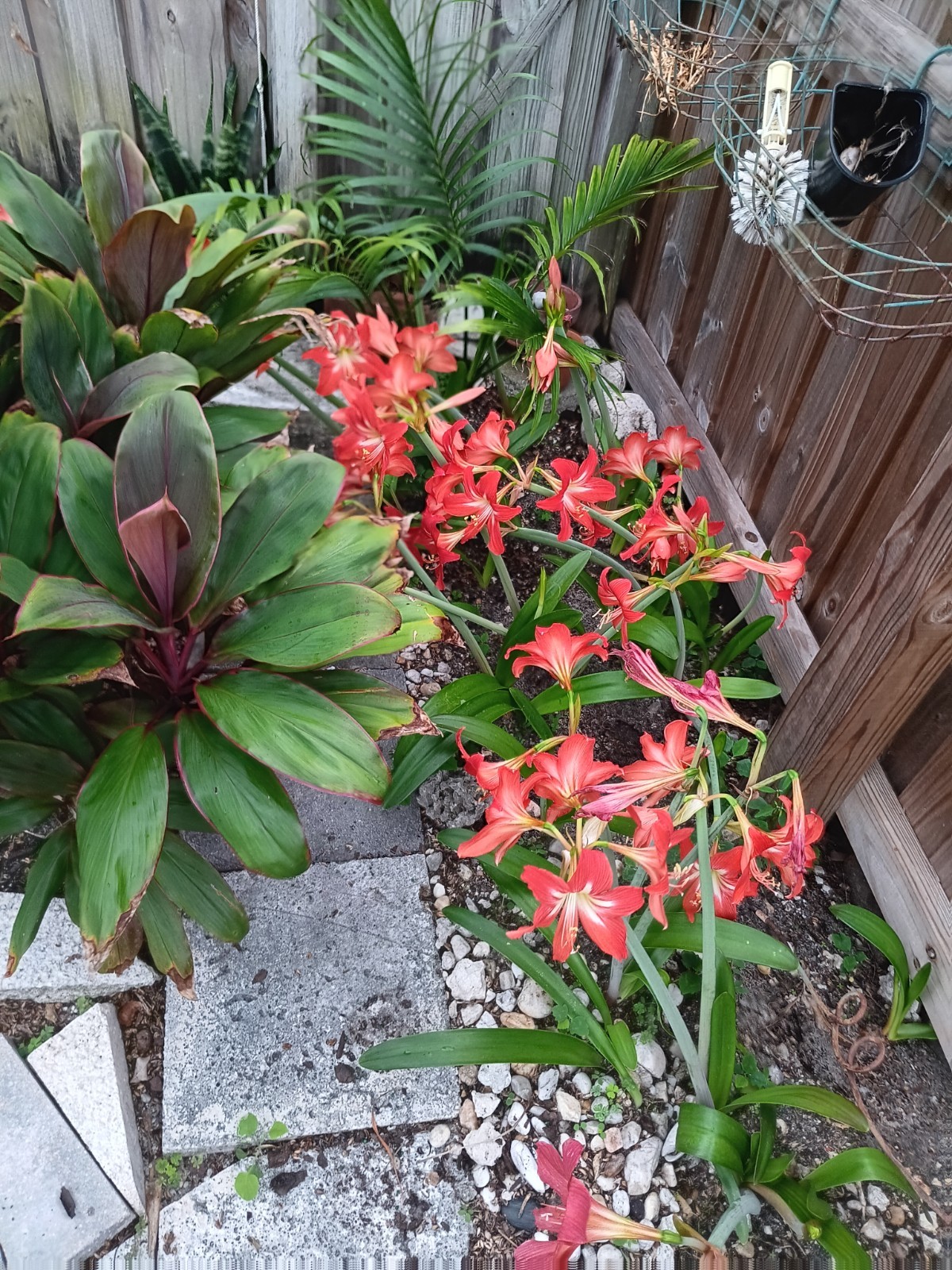 6 bulbs – Hardy Amaryllis, orange red Florida grown
