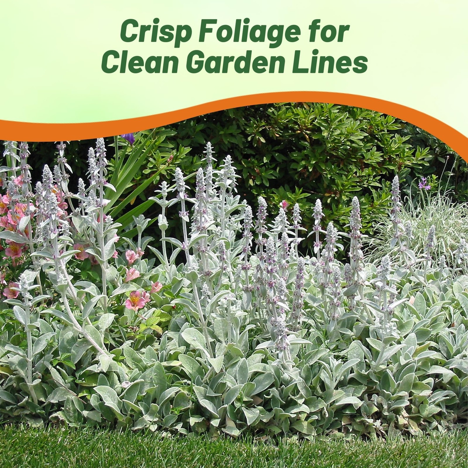 Lamb’s Ear Seeds – 1000 Pcs Perennial Flower Seeds for Ground Cover &