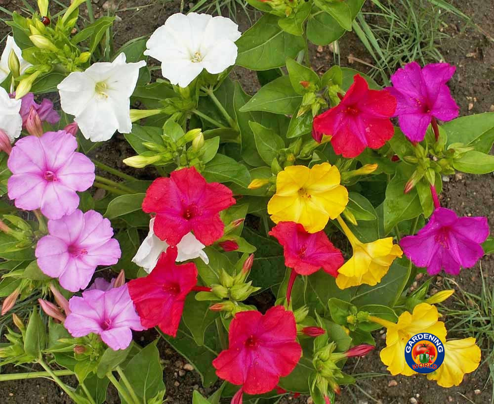 100 Four O’Clock Formula Mix Flower Seeds Mirabilis jalapa