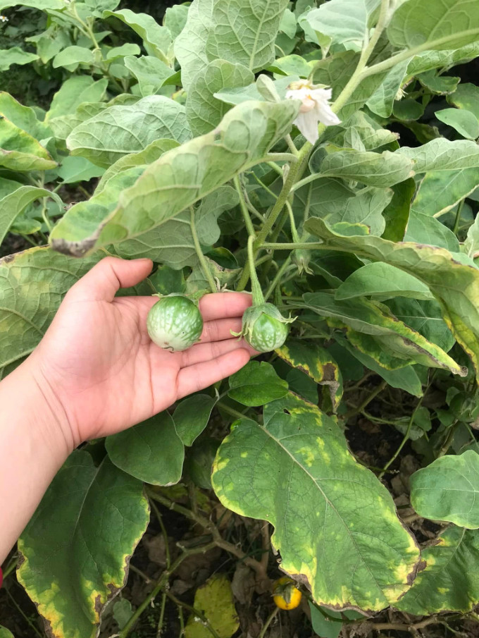 Green Skin Thai Eggplant Seeds – 0.5g per Pack – Vegetable – Cà Dĩa Da Xanh