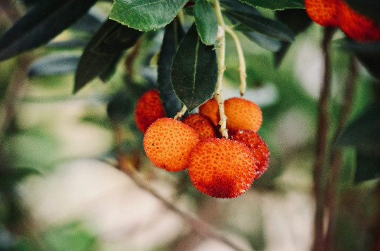 Strawberry Tree {Arbutus unedo} Evergreen 20+ seeds Free Shipping US