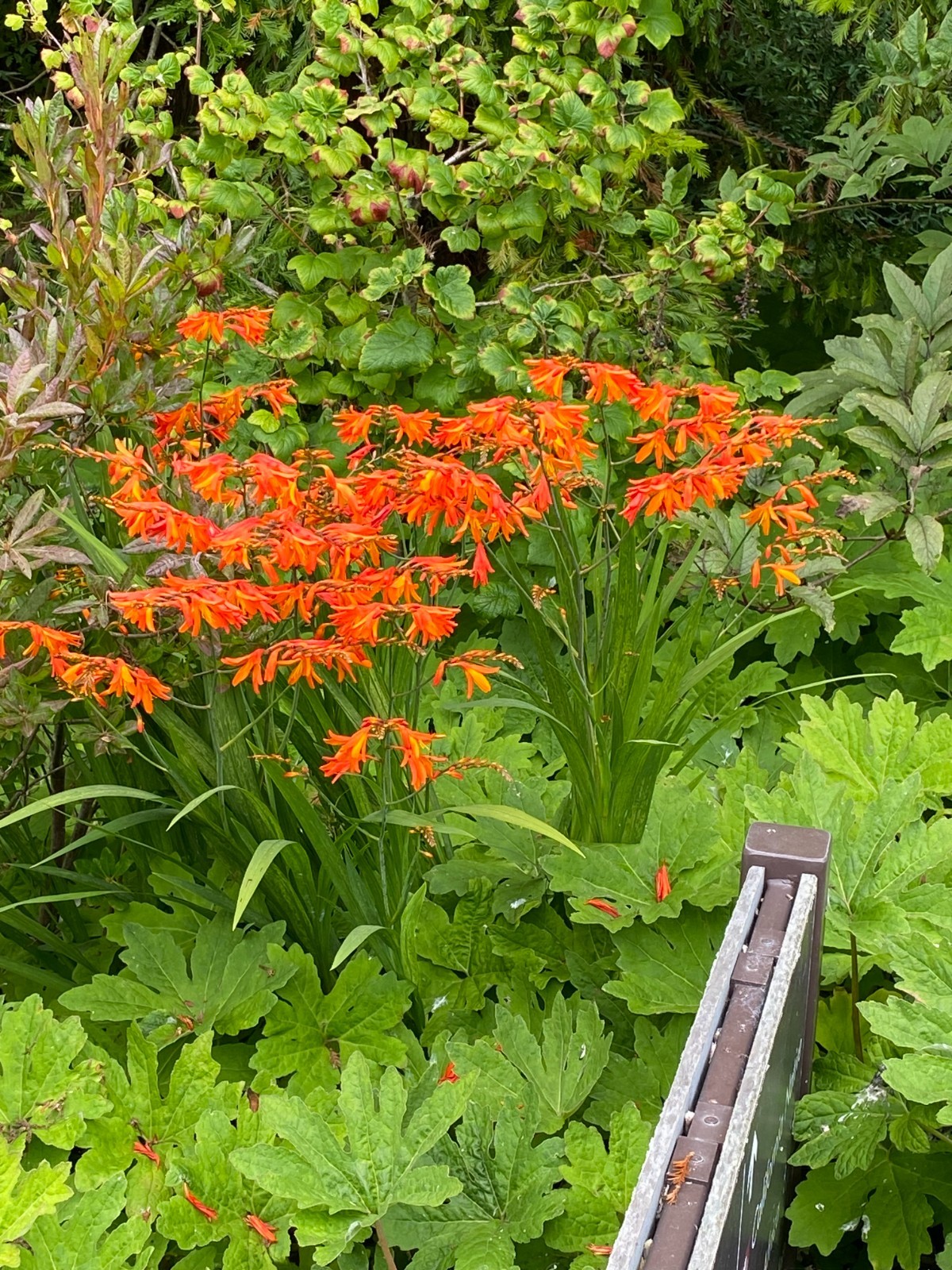 Crocosmia paniculata | Falling Stars | 10 Seeds