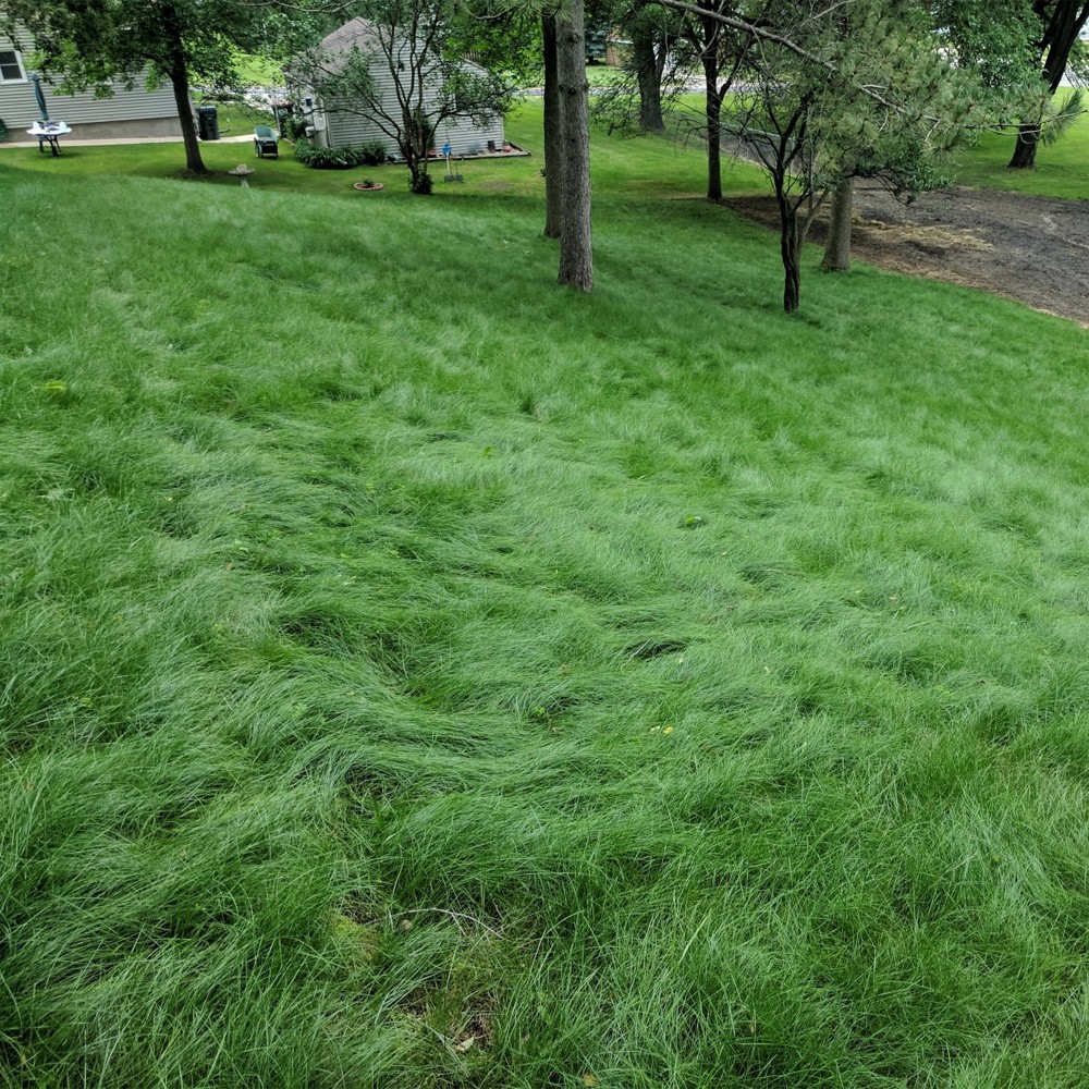 5 LBS – OptiGrowth Coated Legacy Fine Fescue Grass Seed For Lawns – Grass
